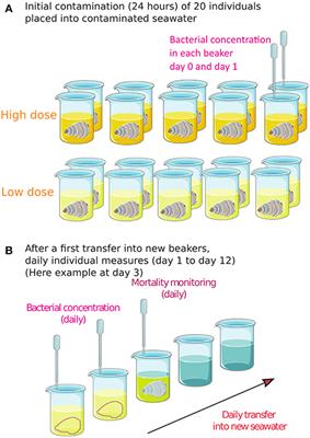 Modeling the Transmission of Vibrio aestuarianus in Pacific Oysters Using Experimental Infection Data